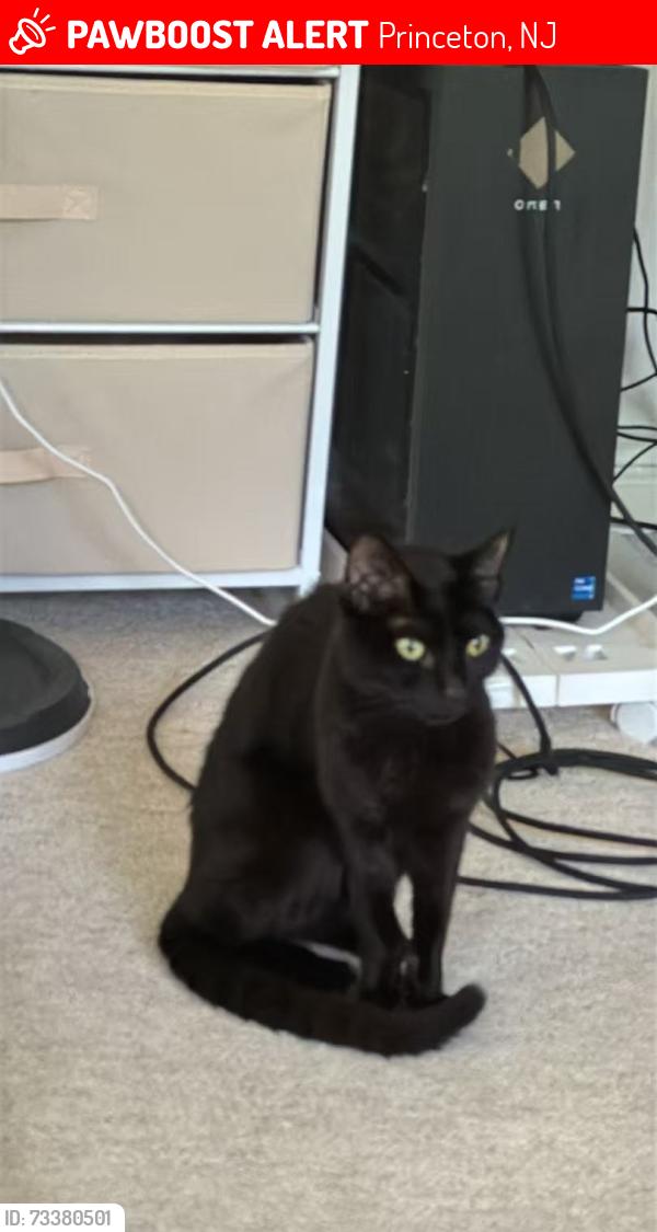 Lost Female Cat last seen blue spring road, montgomery wood, river road, Princeton, NJ 08540