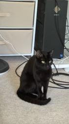 Lost Female Cat last seen blue spring road, montgomery wood, river road, Princeton, NJ 08540