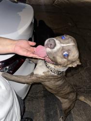 Found/Stray Male Dog last seen Waterman & 4th, San Bernardino, CA 92410