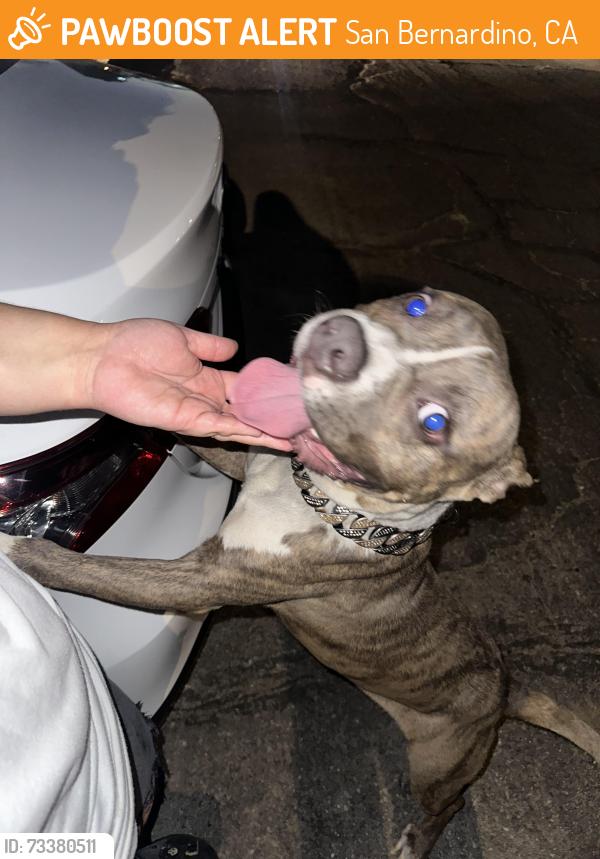 Found/Stray Male Dog last seen Waterman & 4th, San Bernardino, CA 92410