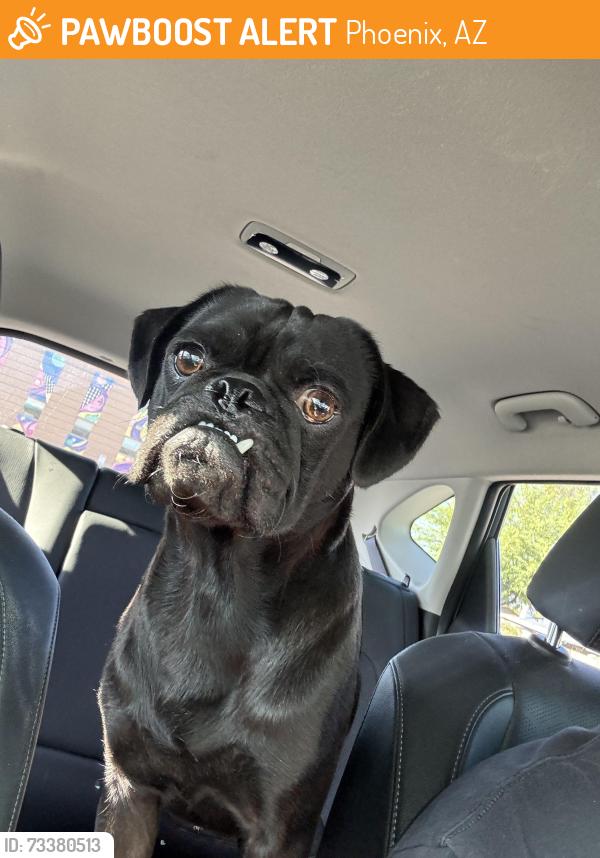 Found/Stray Male Dog last seen 32nd St between Shea and Cactus, Phoenix, AZ 85032