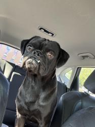 Found/Stray Male Dog last seen 32nd St between Shea and Cactus, Phoenix, AZ 85032