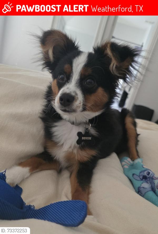 Lost Male Dog last seen Willow creek neighborhood, Weatherford, TX 76085