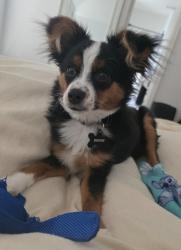Lost Male Dog last seen Willow creek neighborhood, Weatherford, TX 76085