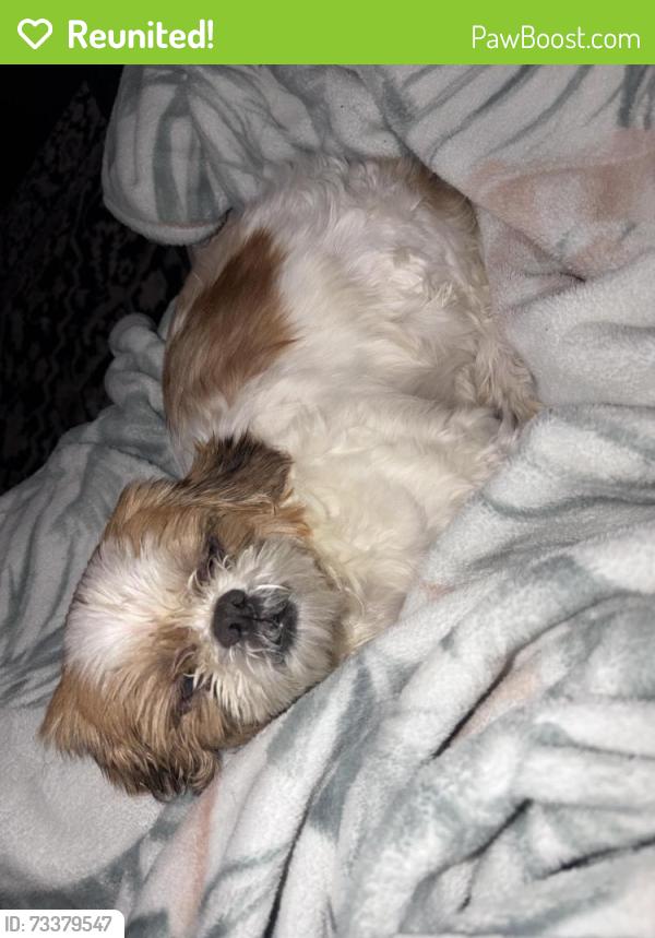 Reunited Female Dog last seen Timberwood Trace, Jacksonville, FL 32225