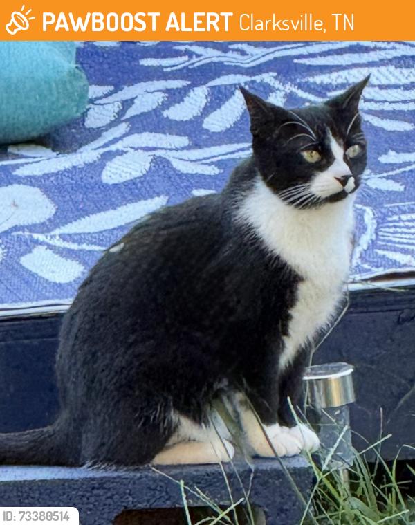 Found/Stray Female Cat last seen Man O War / Tiny Town Rd., Clarksville, TN 37042