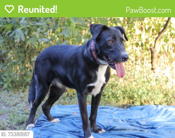 Reunited Female Dog last seen New Hope Rd, Aubrey, TX 76227