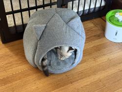 Found/Stray Female Cat last seen 30th and Lincoln way, San Francisco, CA 94122