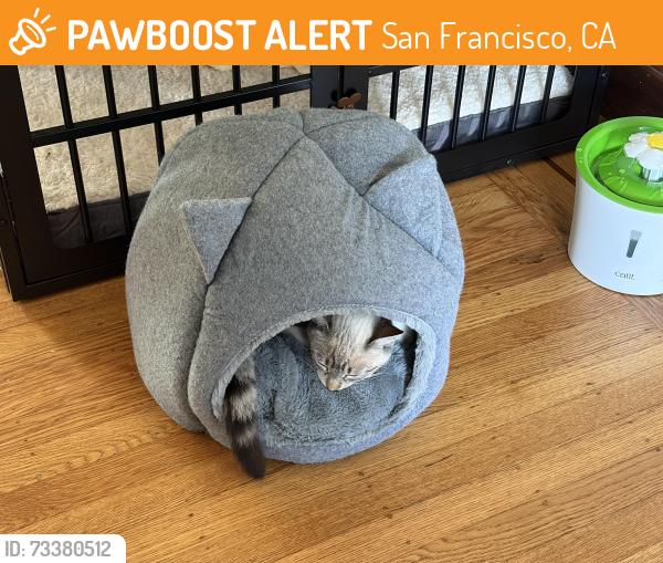 Found/Stray Female Cat last seen 30th and Lincoln way, San Francisco, CA 94122