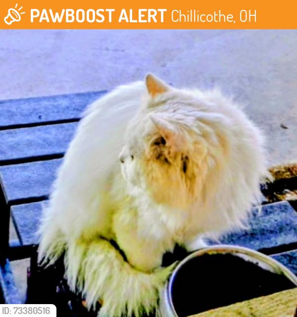 Found/Stray Female Cat last seen Lunbeck Rd and South Bridge St, Chillicothe, OH 45601