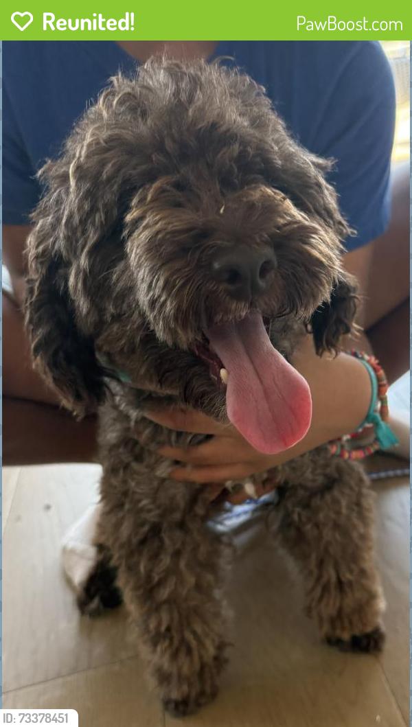 Reunited Male Dog last seen Viridian Park Lane and Cathedral Oak, Arlington, TX 76006