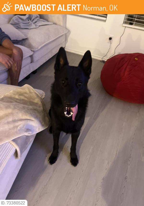 Found/Stray Male Dog last seen Few hses down, Norman, OK 73071