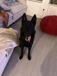 Found/Stray Male Dog last seen Few hses down, Norman, OK 73071