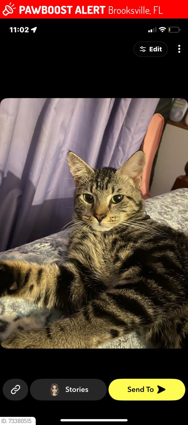 Lost Male Cat last seen chevron and dollar general, Brooksville, FL 34601