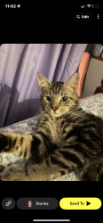 Lost Male Cat last seen chevron and dollar general, Brooksville, FL 34601