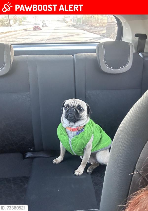 Lost Female Dog last seen Villlas de tolimpa entre calle Jacaranda, Bugambilias y Margaritas, Texcoco de Mora, Méx. 56225