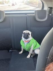 Lost Female Dog last seen Villlas de tolimpa entre calle Jacaranda, Bugambilias y Margaritas, Texcoco de Mora, Méx. 56225