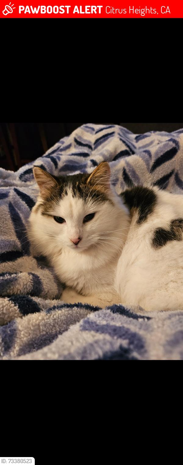 Lost Female Cat last seen Cedar Street, Citrus Heights, CA 95610