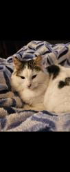 Lost Female Cat last seen Cedar Street, Citrus Heights, CA 95610
