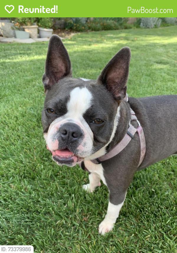 Reunited Female Dog last seen Driftwood Drive and Bonito Court SVL, Spring Valley Lake, CA 92395