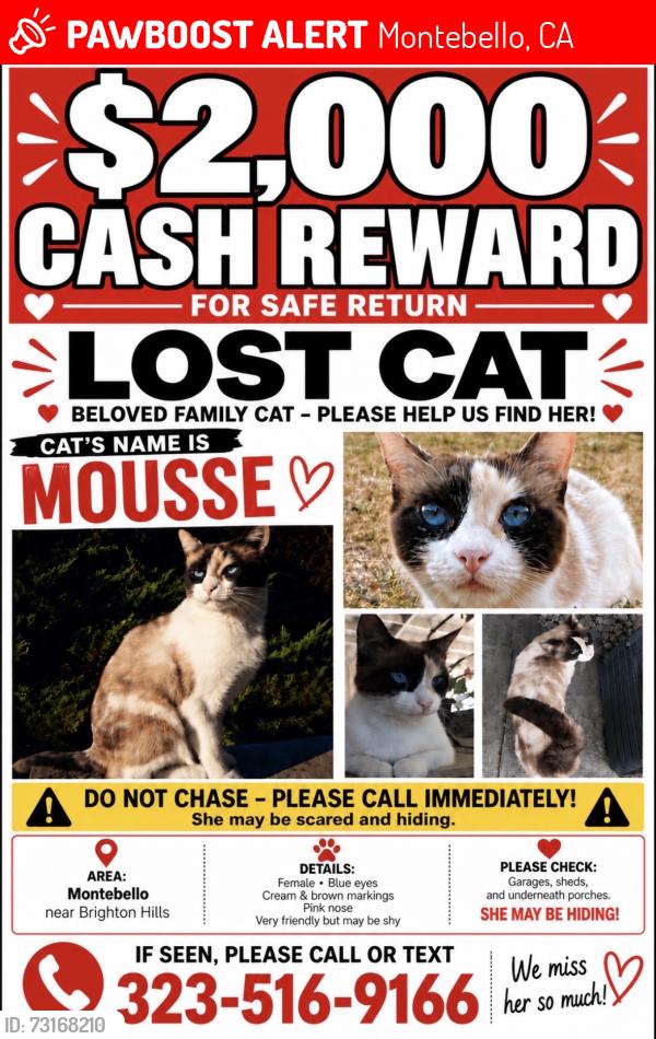 Lost Female Cat last seen 16th and Marconi, Montebello, CA 90640