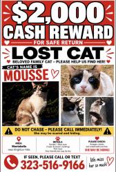 Lost Female Cat last seen 16th and Marconi, Montebello, CA 90640