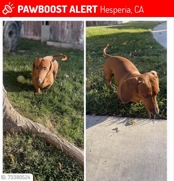 Lost Male Dog last seen Balsam, arroyo, Portland, Hesperia, CA 92345