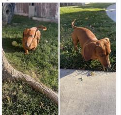 Lost Male Dog last seen Balsam, arroyo, Portland, Hesperia, CA 92345
