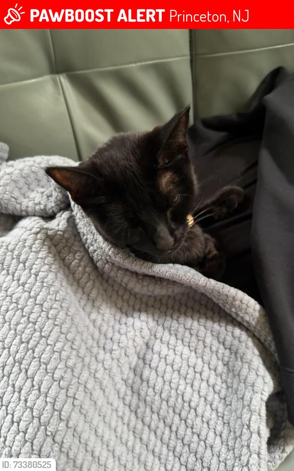 Lost Female Cat last seen Blue spring rd, Princeton, NJ 08540