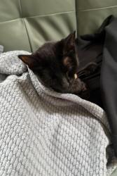 Lost Female Cat last seen Blue spring rd, Princeton, NJ 08540
