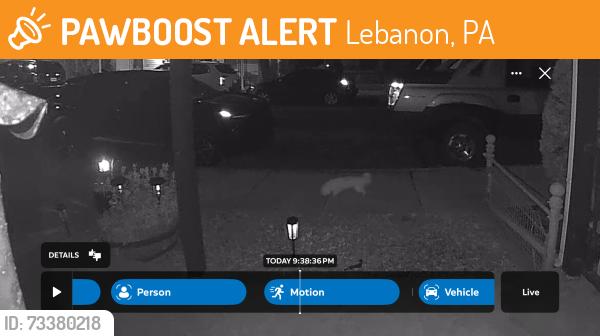 Found/Stray Unknown Dog last seen Henry Houck Elementary School, Lebanon, PA 17046