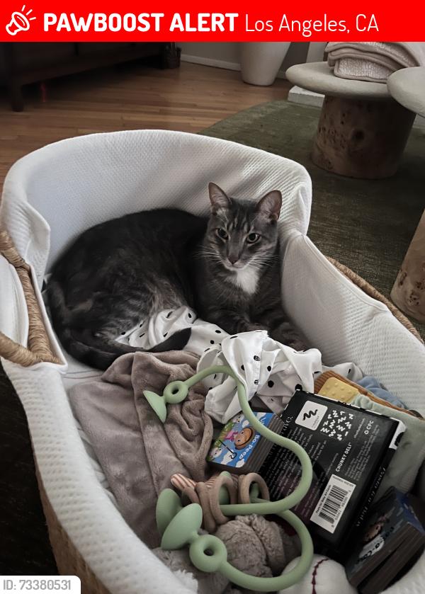 Lost Male Cat last seen S Hayworth and packard street, Los Angeles, CA 90035