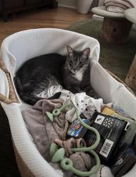 Lost Male Cat last seen S Hayworth and packard street, Los Angeles, CA 90035