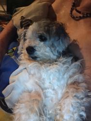 Lost Female Dog last seen Near Summer tree drive , nlr. Ar. Apts., North Little Rock, AR 72116