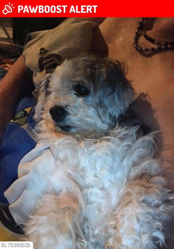Lost Female Dog last seen Near Summer tree drive , nlr. Ar. Apts., North Little Rock, AR 72116