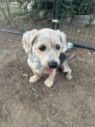 Reunited Male Dog last seen Gilman and Brinton, Banning, CA 92220
