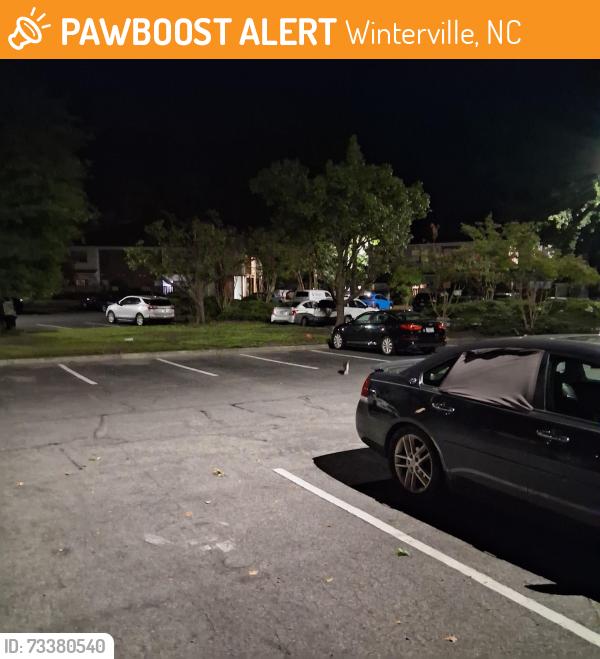 Found/Stray Unknown Cat last seen Treetops, Winterville, NC 28590