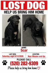 Lost Male Dog last seen Mission Rd and Ajo way, Pima County, AZ 85746