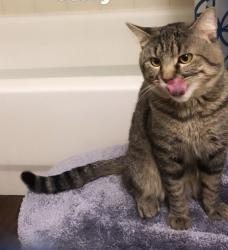Reunited Male Cat last seen Whitman ave, Shoreline, WA 98133