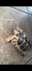 Lost Male Reptile last seen Near and bethany, Glendale, AZ 85301