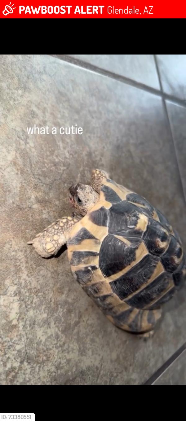Lost Male Reptile last seen Near and bethany, Glendale, AZ 85301