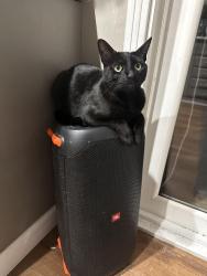 Lost Male Cat last seen sunset crossing & north del sol by diamond point elementary, Diamond Bar, CA 91765