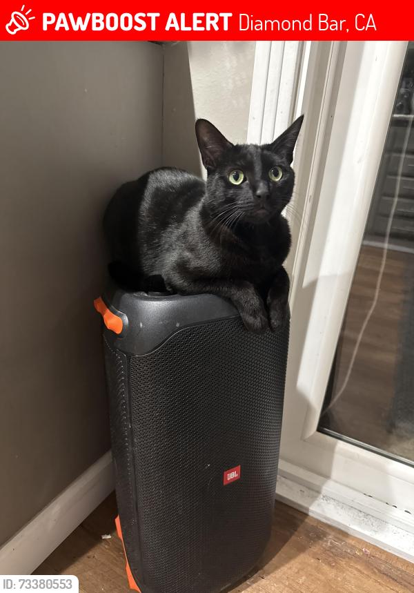Lost Male Cat last seen sunset crossing & north del sol by diamond point elementary, Diamond Bar, CA 91765