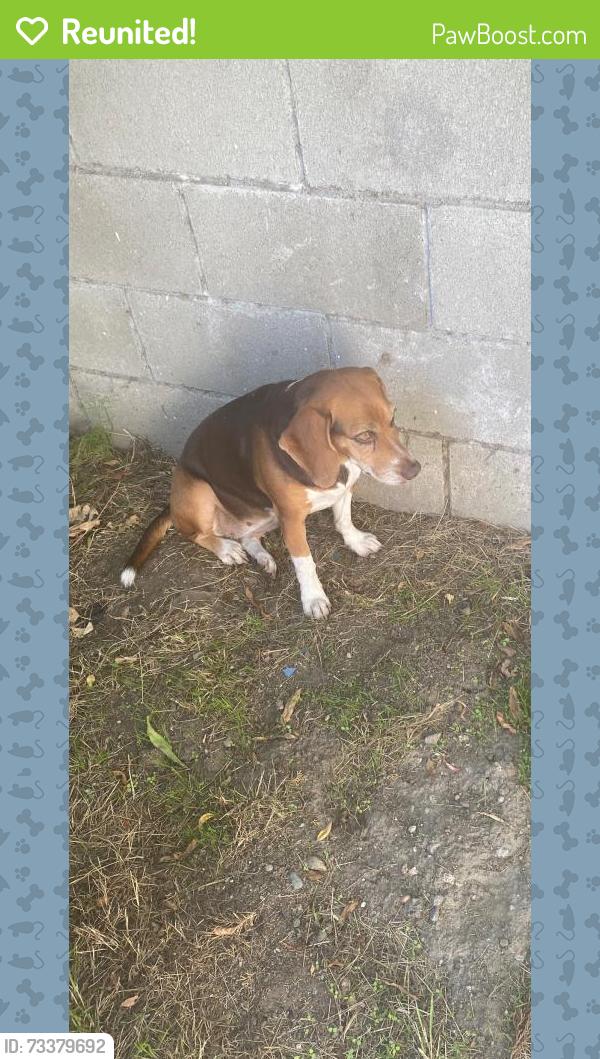 Reunited Female Dog last seen Southern and Garden View, South Gate, CA 90280