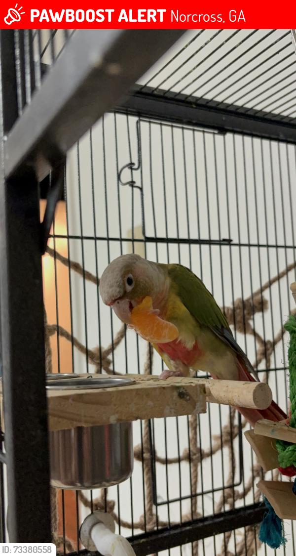 Lost Female Bird last seen Mitchell rd, Norcross, GA 30071
