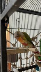 Lost Female Bird last seen Mitchell rd, Norcross, GA 30071
