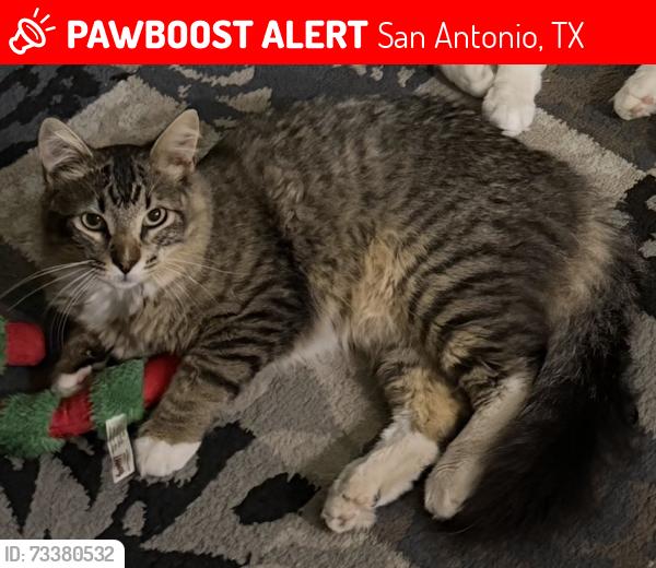 Lost Male Cat last seen Silver Oaks subdivision, near Mexican Alder & Autumndale, San Antonio, TX 78254