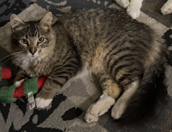 Lost Male Cat last seen Silver Oaks subdivision, near Mexican Alder & Autumndale, San Antonio, TX 78254