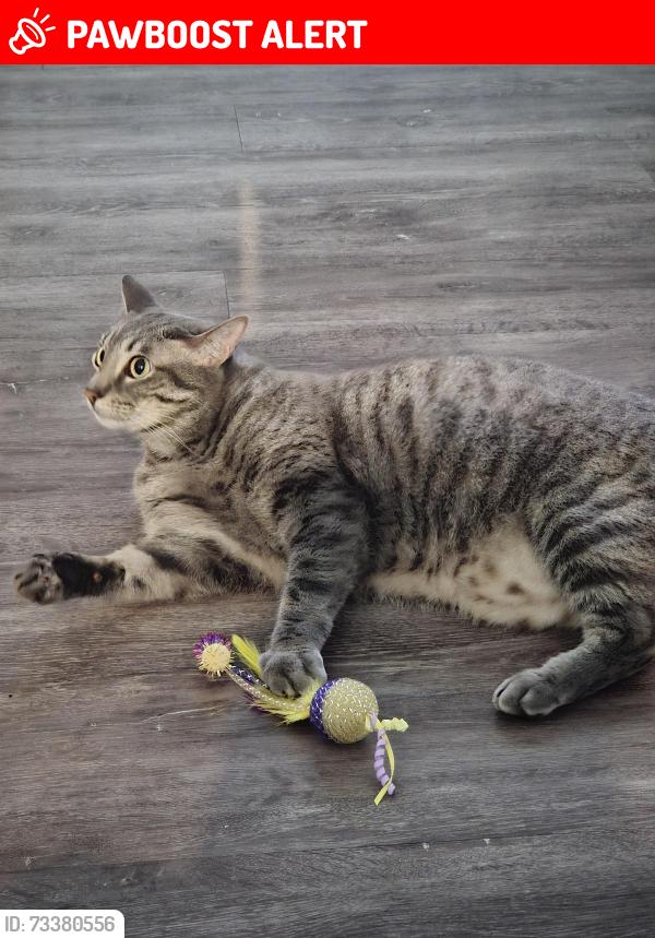 Lost Female Cat last seen Powers/aerotech, Colorado Springs, CO 80916
