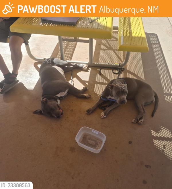 Found/Stray Female Dog last seen 4th and Edith, Albuquerque, NM 87107